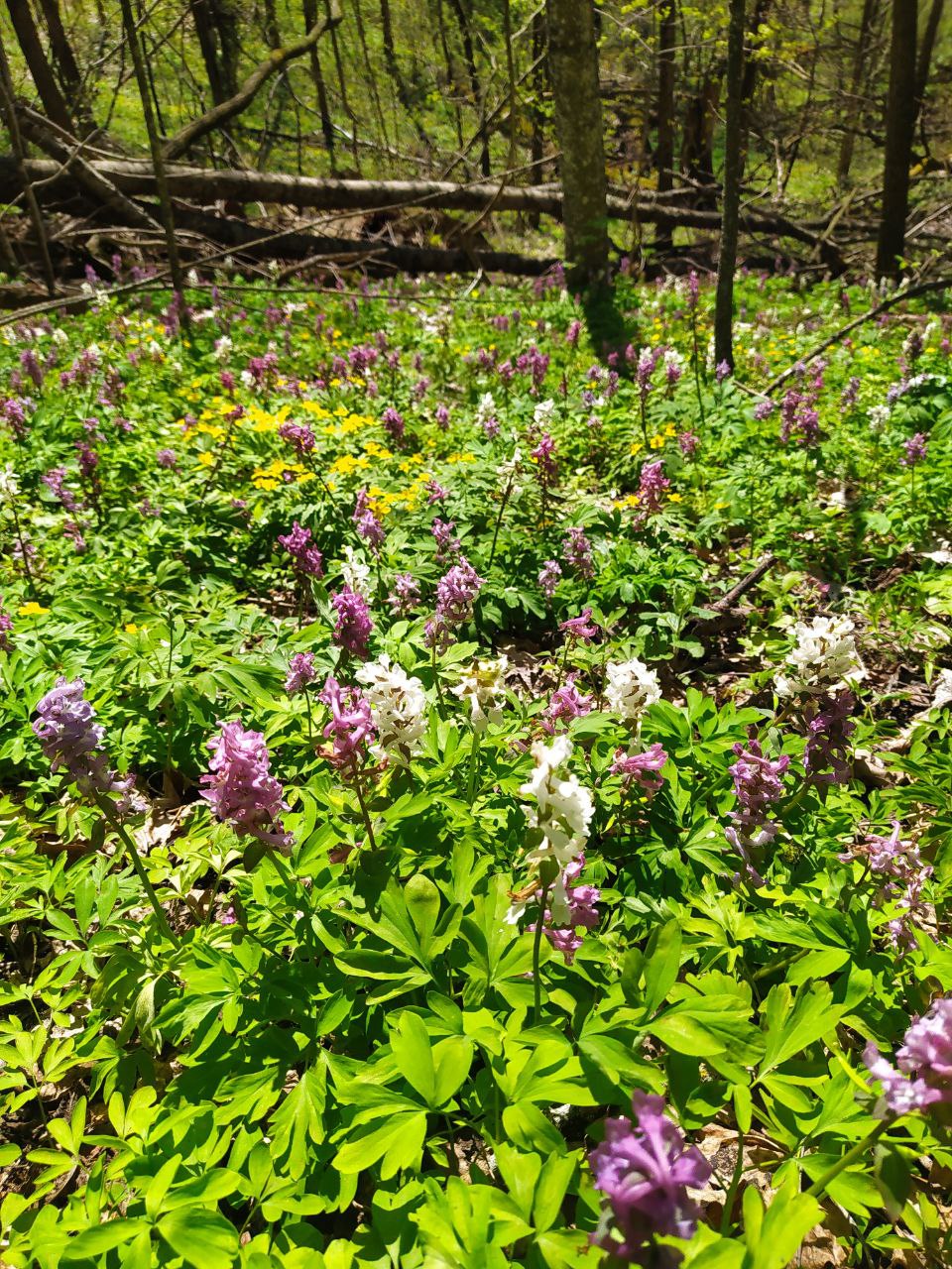 Лише раз на рік. Де побачити найкрасивіший розлив Десни навесні: путівник
